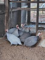 Parelhoenders, Dieren en Toebehoren, Pluimvee, Mannelijk, Overige soorten