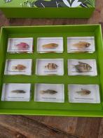 Opgezette Tropische vissen opgezette dieren taxidermie, Ophalen of Verzenden, Nieuw, Vogel, Opgezet dier