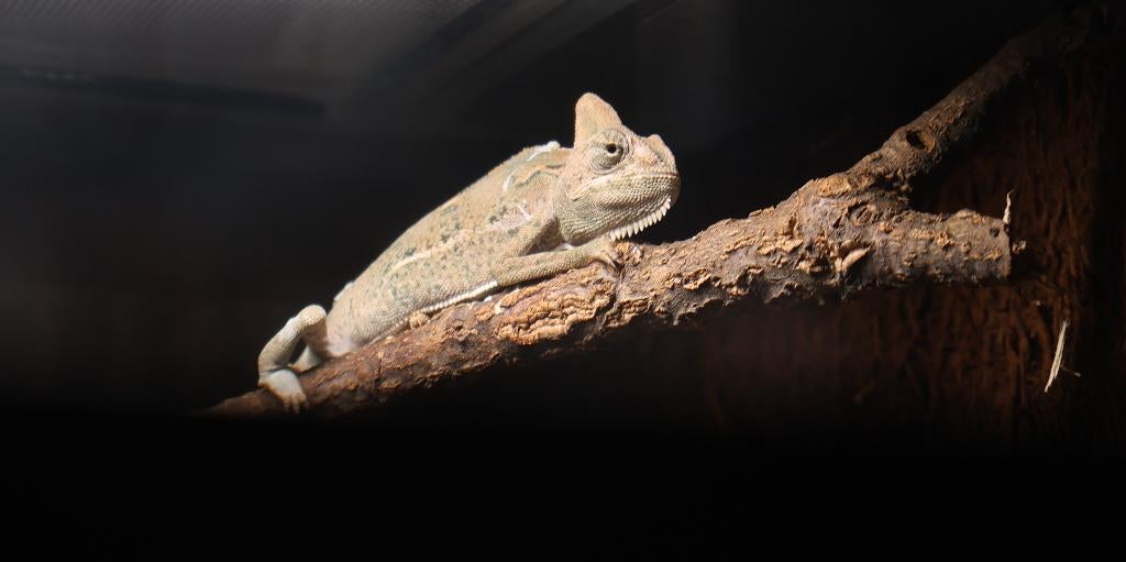 Jemenkameleon (Chamaeleo calyptratus) Chameleon - unknown for sale from Aquadeco