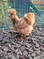 Broedeieren amerikaanse / usa zijdehoenders, Dieren en Toebehoren, Pluimvee, Geslacht onbekend, Kip