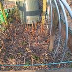 Frambozen Stekjes Planten, Ophalen, Minder dan 100 cm, Overige soorten, Zomer