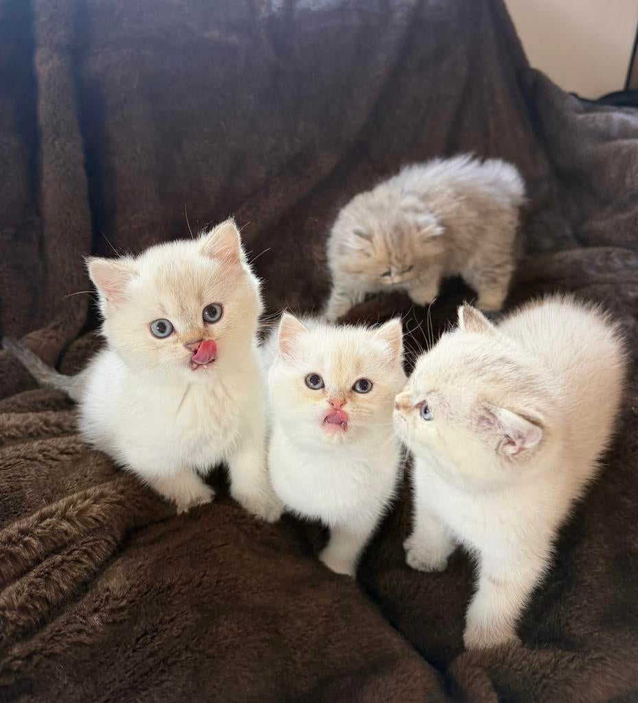 Britse korthaar kittens white grey golden point shaded., Meerdere dieren, Ontwormd