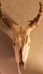 Runderen watusi of nguni rund schedel uit Kenia, Ophalen of Verzenden, Schedel