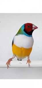 Roodkopwitborst gouldamadine man 2025, Meerdere dieren