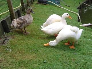 Pekingeend | Gezonde siereenden | Passend advies, Meerdere dieren, Eend