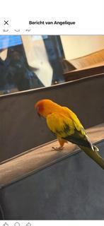 Zonnenparkiet kwijt, Mannelijk, Tam