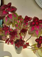 Siernetel plant, Ophalen of Verzenden, Overige soorten, Volle zon