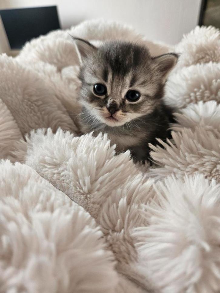 KITTENS, Dieren en Toebehoren, Katten en Kittens | Raskatten | Korthaar, Meerdere dieren