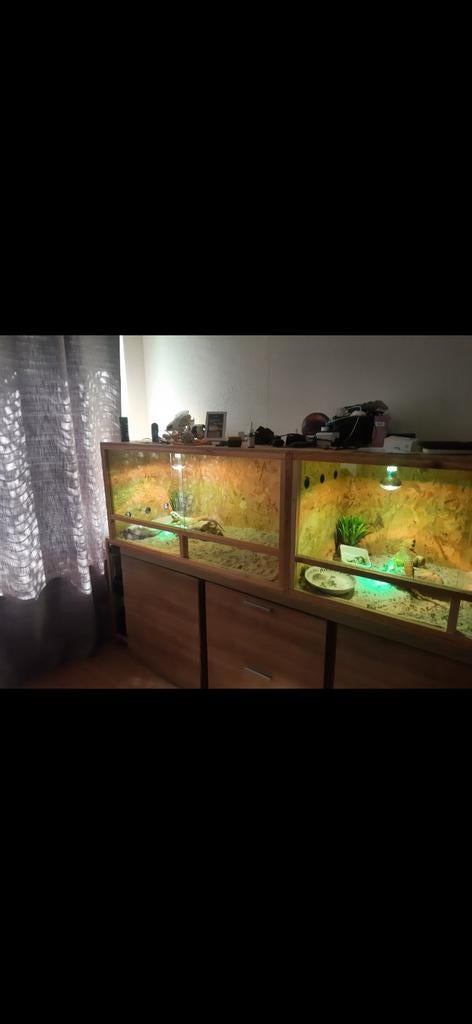 Terrariums met baardagamen, Dieren en Toebehoren, Ophalen, Zo goed als nieuw