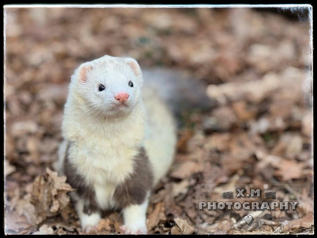 Speels eigenwijze fret . Rammetje!, Dieren en Toebehoren, Mei, Mannelijk