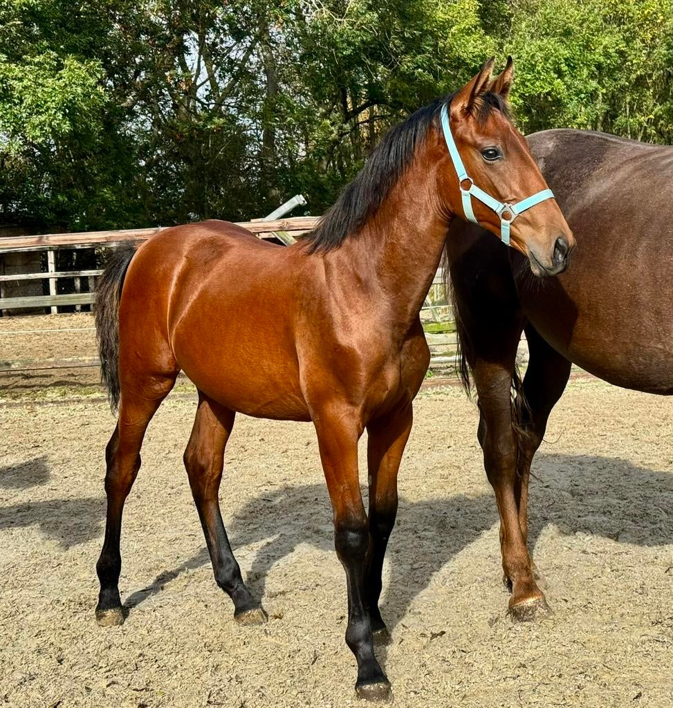 Imposante Dressuur enter Hengst, Dieren en Toebehoren, Paarden, Merrie, M, Dressuurpaard, 3 tot 6 jaar