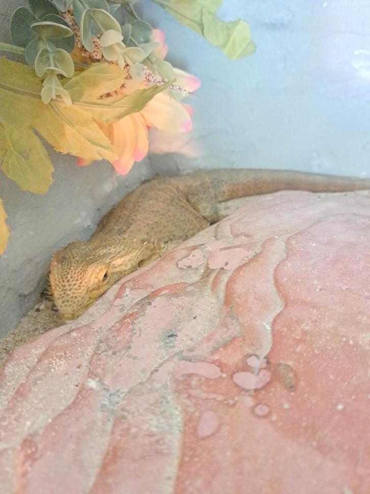 Baardagaam, NIET TAM!!! Bearded Dragon - unknown for sale from Michelle