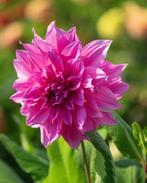 Dahlia knollen, Ophalen, Voorjaar, Volle zon, Knol