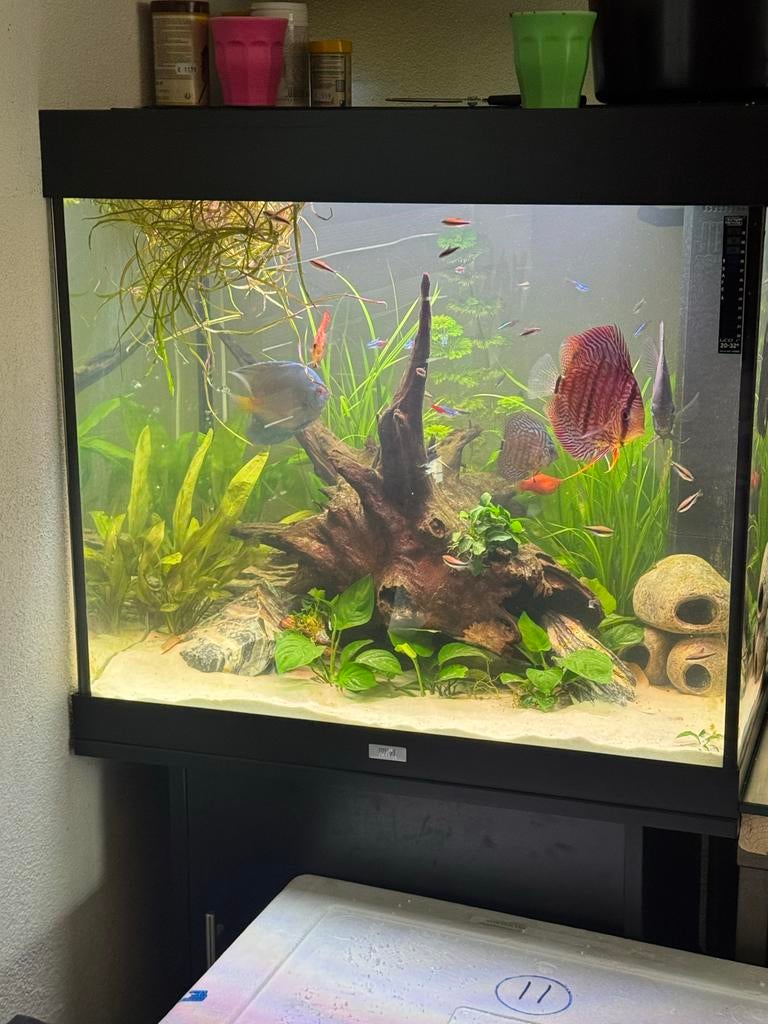 Zeer mooi aquarium Juwel Lido 200, Dieren en Toebehoren, Vissen | Aquaria en Toebehoren, Ophalen of Verzenden, Zo goed als nieuw