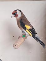 Koppel bloemputter kleine putter, Meerdere dieren, Wildzangvogel