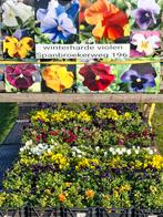 T.k. Winterharde Violen van de volle grond, Ophalen, Overige soorten, Volle zon