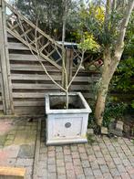 Grote Vijgenboom in Zware Pot, Volle zon, Vaste plant, Ophalen of Verzenden, Zomer