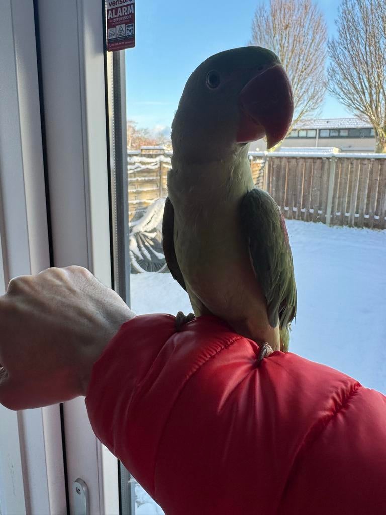 Grote Alexander parkiet met kooi, Dieren en Toebehoren, Vogels | Parkieten en Papegaaien, Geslacht onbekend, Parkiet, Geringd