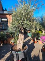Grote dikke (100cm+ stam) olijfbomen, Volle zon, Ophalen of Verzenden, 100 tot 250 cm, Olijfboom