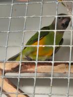 Jonge bonte boer papagaai (Senegal papagaai), Papegaai, Geringd