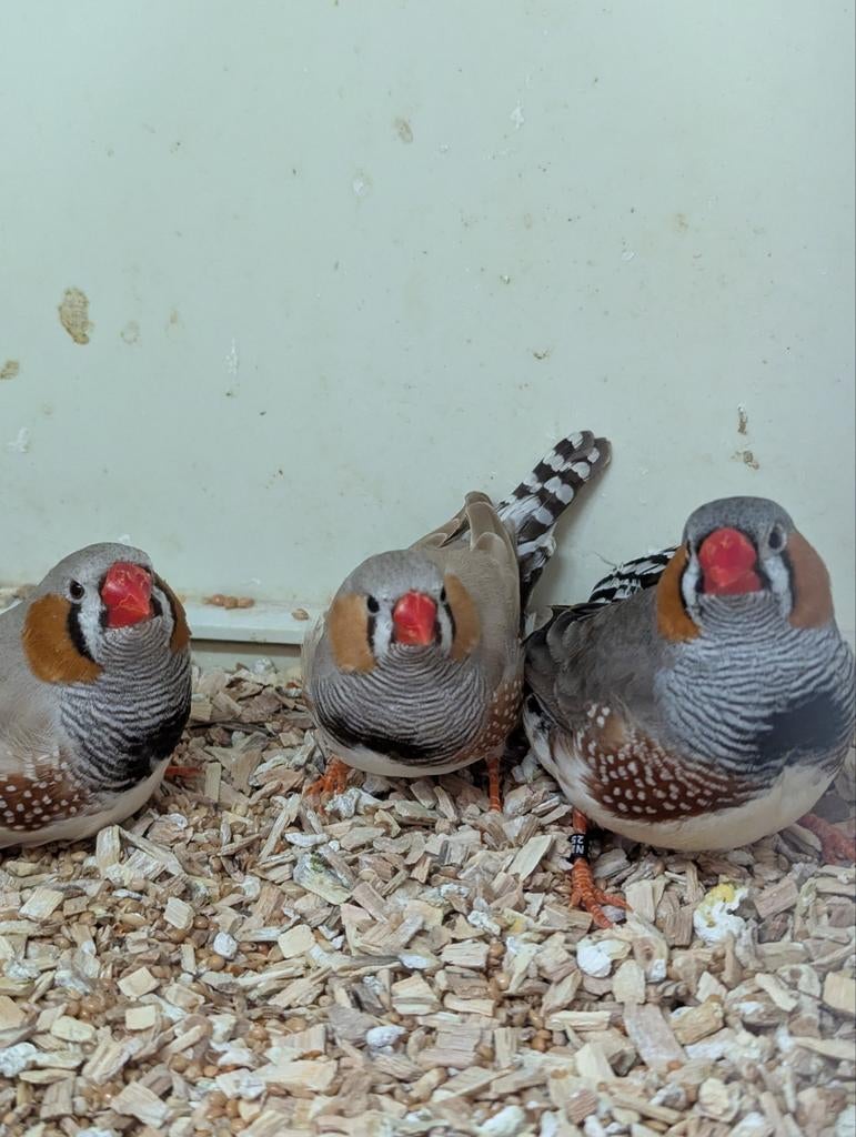 ZEBRAVINKEN (mannen), Dieren en Toebehoren, Mannelijk