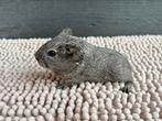 Zilveragouti cavia baby’s, Dieren en Toebehoren, Knaagdieren, April, Meerdere dieren, Cavia