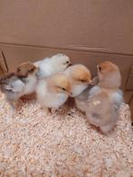 Brahma kuikens, gesekst, Dieren en Toebehoren, Pluimvee, Meerdere dieren, Kip