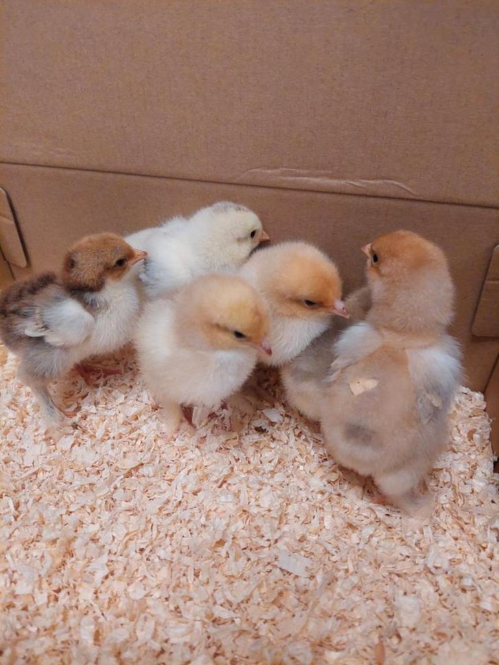 Brahma kuikens, gesekst, Dieren en Toebehoren, Pluimvee, Kip, Meerdere dieren