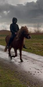 Leaser aangeboden!, Dieren en Toebehoren, Ophalen, Nieuw