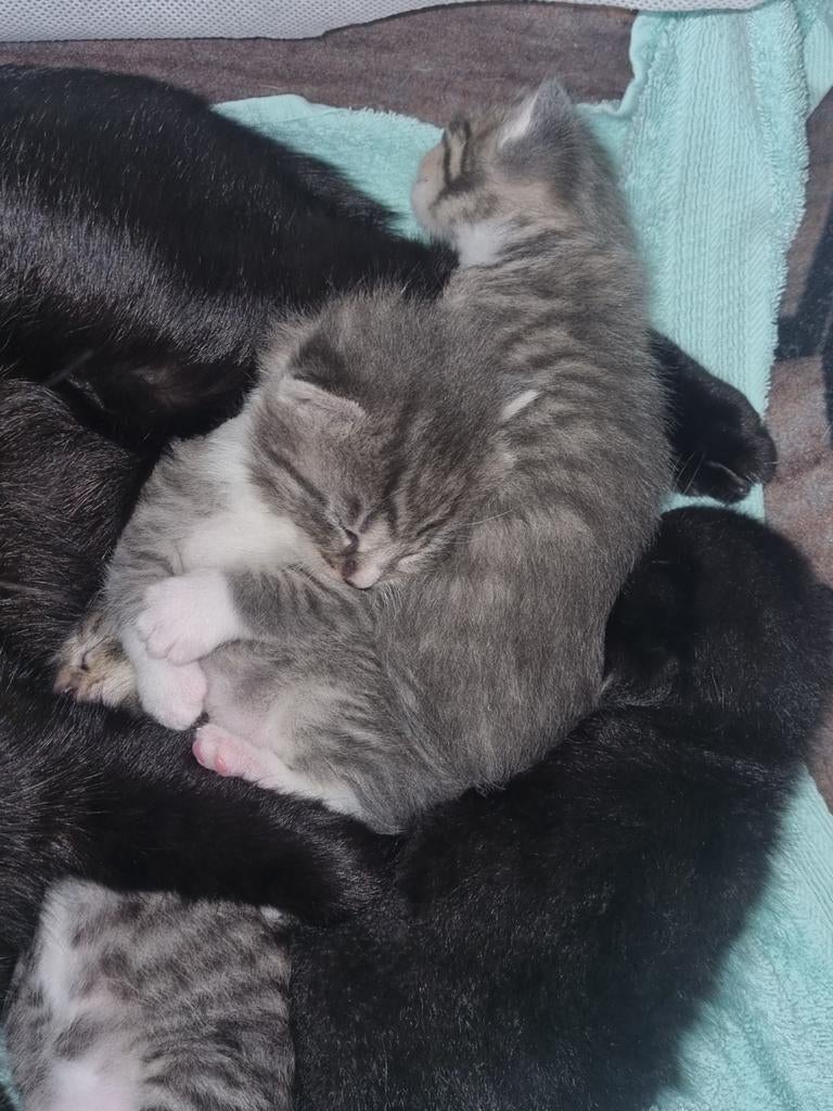 Europese korthaar, 0 tot 2 jaar