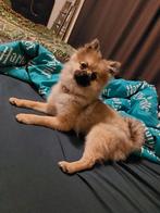 Pompriaantje, Dieren en Toebehoren, 15 weken tot 1 jaar, Overige rassen, Teef, Parvo