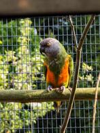 suche senegalus pop, Dieren en Toebehoren, Meerdere dieren, Papegaai, Geringd