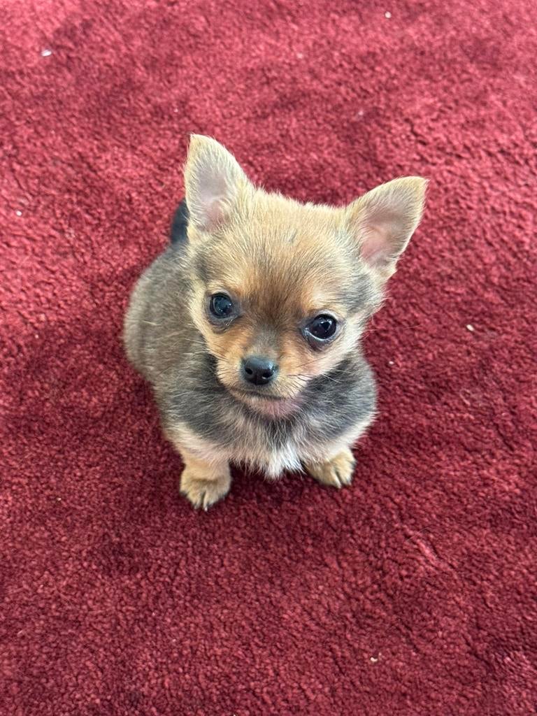 Mini pomchi teefje, Dieren en Toebehoren, Overige rassen, 8 tot 15 weken, Teef, Eén hond
