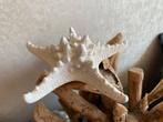 Decoratieve Zeester - Perfect voor een maritieme sfeer, Ophalen of Verzenden, Zo goed als nieuw