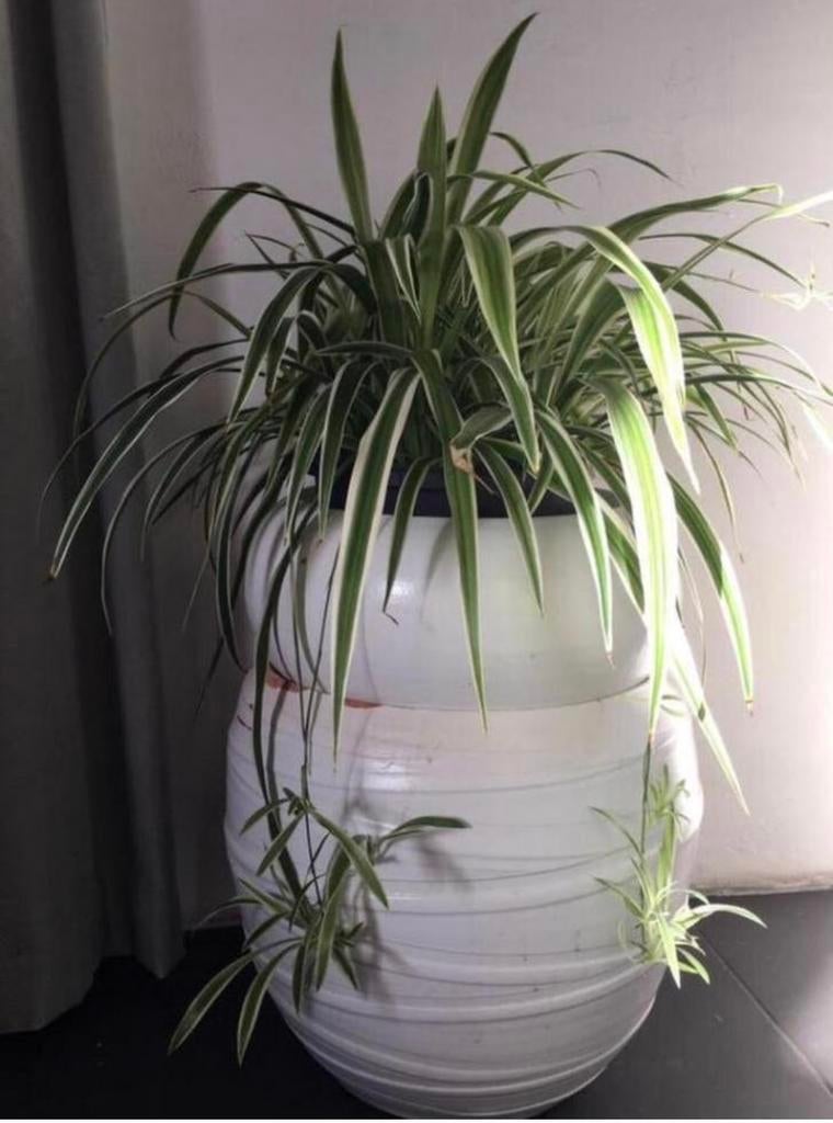 Witte terracotta bloempotten grote 2+1 gratis, Tuin en Terras, Gebruikt, 40 cm of meer, Rond, Binnen