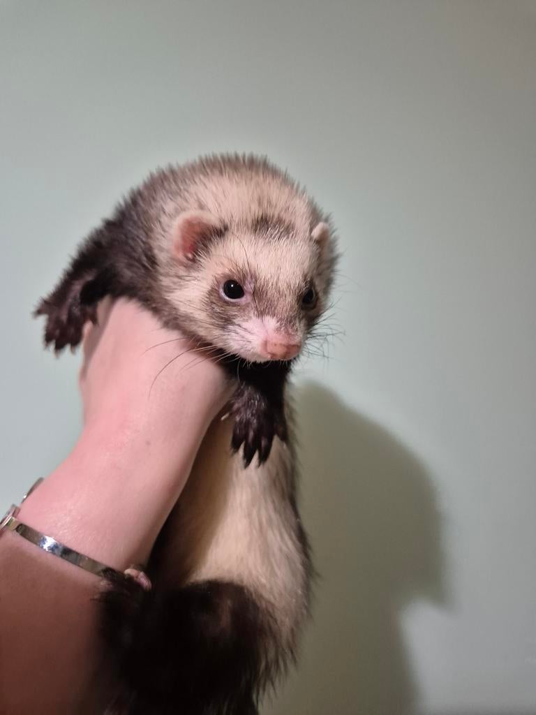 Super lief fretten moertje, Dieren en Toebehoren, Overige Dieren, Juli, Vrouwelijk