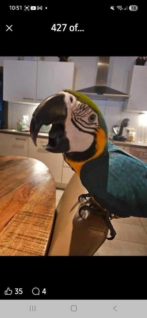 Blauw gele ara 3 jaar, Dieren en Toebehoren, Vogels | Parkieten en Papegaaien