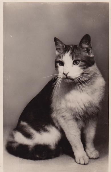 Katten, Verzenden, 1940 tot 1960, Gelopen, Hond of Kat