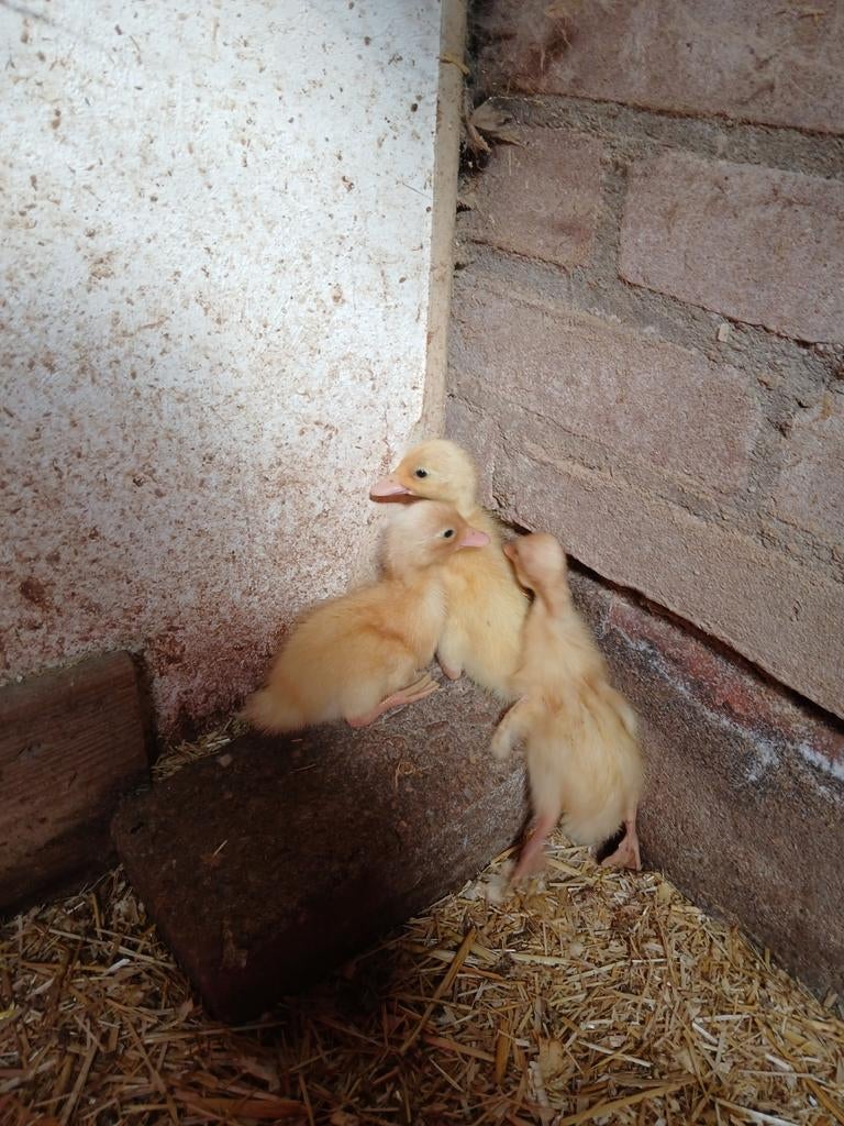 Loopeend kuikens, Dieren en Toebehoren, Pluimvee