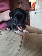 Border collie x jackrussel pups, 8 tot 15 weken, Collie, Meerdere, Meerdere dieren