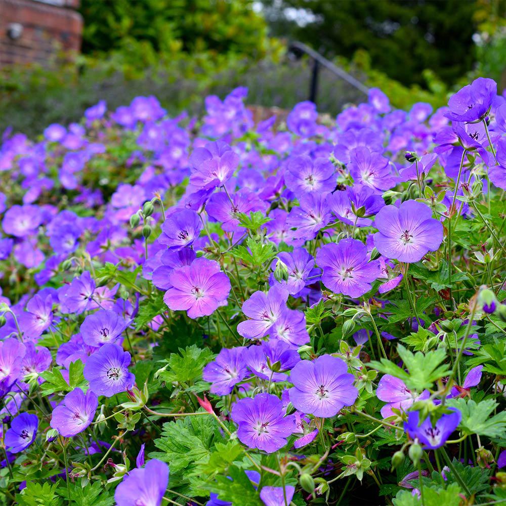Geranium 'Rozanne' / Ooievaarsbek P9 pot, Ophalen of Verzenden, Vaste plant, Halfschaduw
