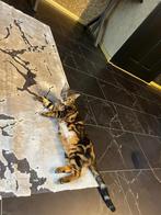 Prachtige bengaal kittens verwacht -wachtlijst geopend, Dieren en Toebehoren, Meerdere dieren, Ontwormd