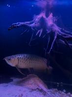 Asian arowana f2 pure bloodline, Vis