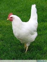 Jonge leghennen, legkippen bruin & wit, Dieren en Toebehoren, Pluimvee, Vrouwelijk, Kip