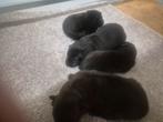 Hollandse herder pups, 8 tot 15 weken, Meerdere, Meerdere dieren, Herder