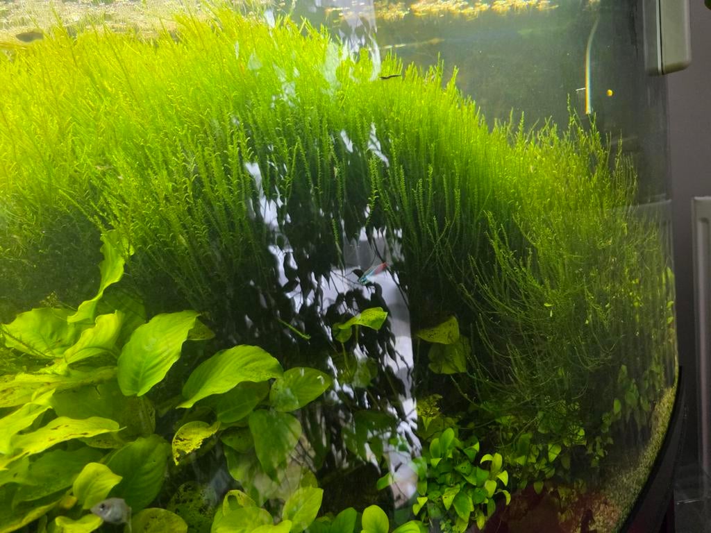 Javamos, Dieren en Toebehoren, Vissen | Aquaria en Toebehoren, Ophalen, Plant(en), Steen of Hout