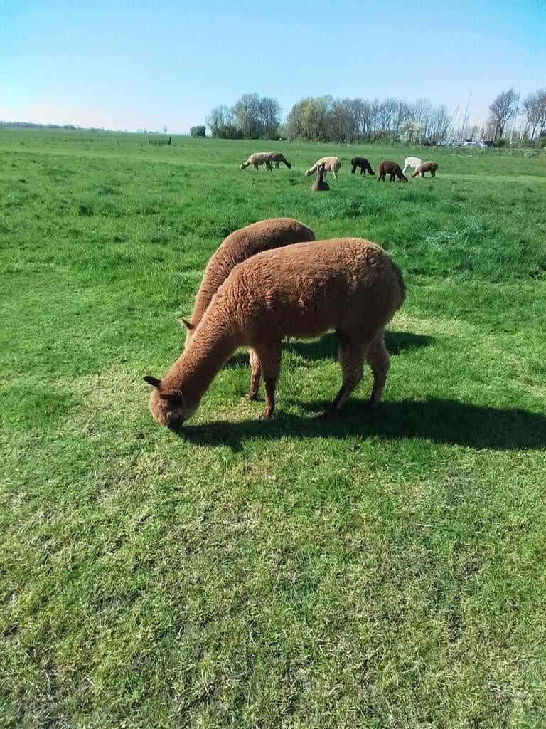 4 alpaca 'merrie's, Dieren en Toebehoren, Overige Dieren, Augustus, Vrouwelijk