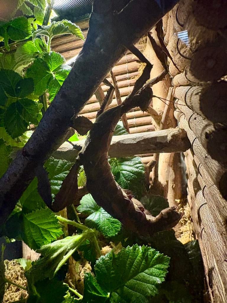 Repto Terra Sky terrarium 30x30x42 incl. Flappentakken PSG:9, Dieren en Toebehoren, Reptielen en Amfibieën | Toebehoren, Ophalen