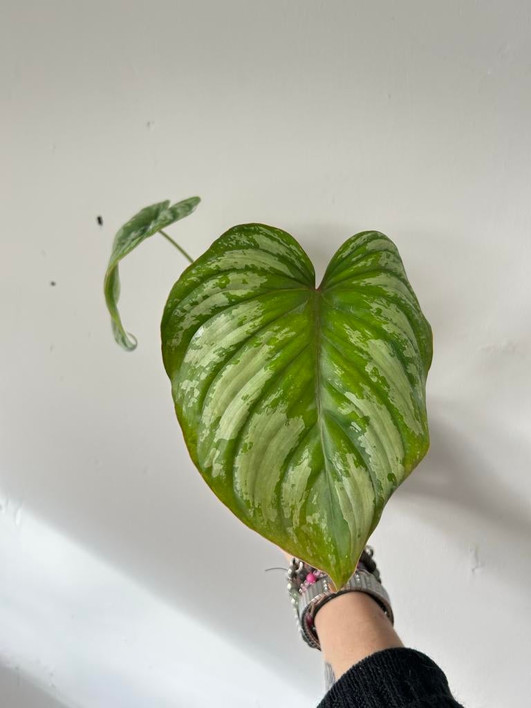 Philodendron Mamei, Huis en Inrichting, Kamerplanten, Ophalen of Verzenden, Halfschaduw, Minder dan 100 cm