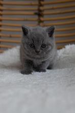 Prachtige grijs/ blauwe Britse korthaar kittens., Dieren en Toebehoren, Meerdere dieren, Gechipt, 0 tot 2 jaar